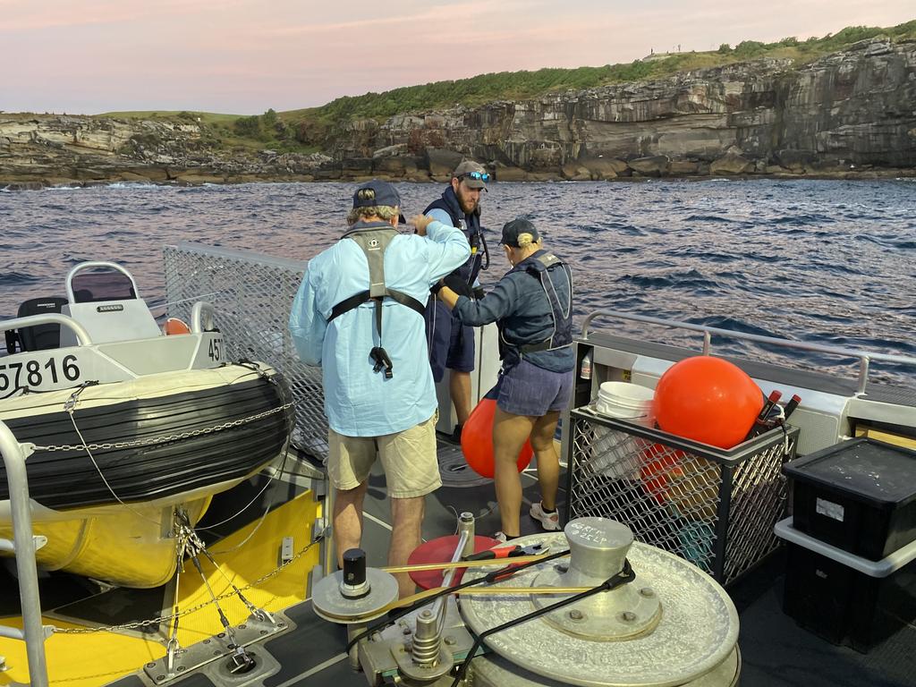 Drumlines are installed following a deadly shark attack in Little Bay, Sydney. Picture: Supplied