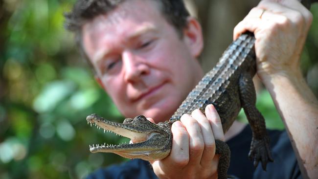 Dwarf Crocodiles Learning To Live With Cane Toad Pests By Chomping Off 