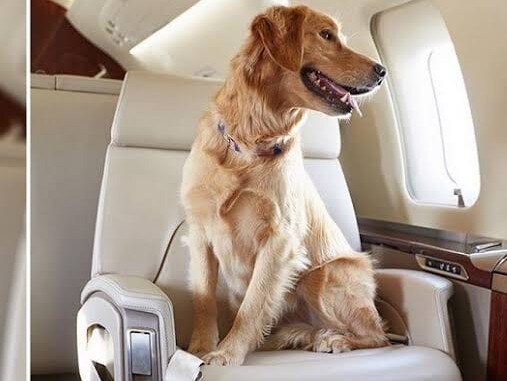 It's becoming increasingly common to see social media posts of dogs traveling in business class on airlines that allow it. Dogs on planes. Picture: Facebook. ,