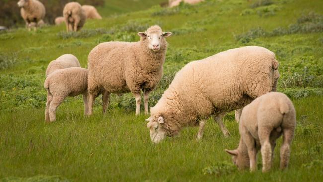 Kilcoy Pastoral is among Australia’s five largest meat-processing companies.