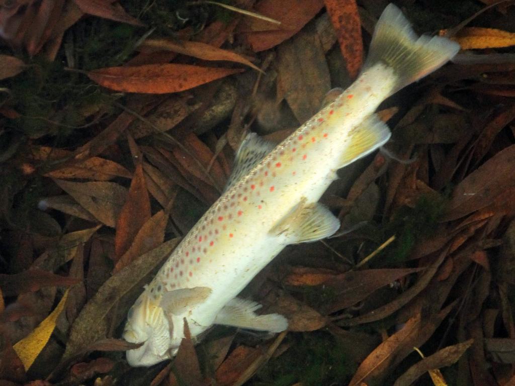 What a surprise! Dr Liao demonstrated that – wait for it – a dead fish does not move as much as a live fish. Picture: file image