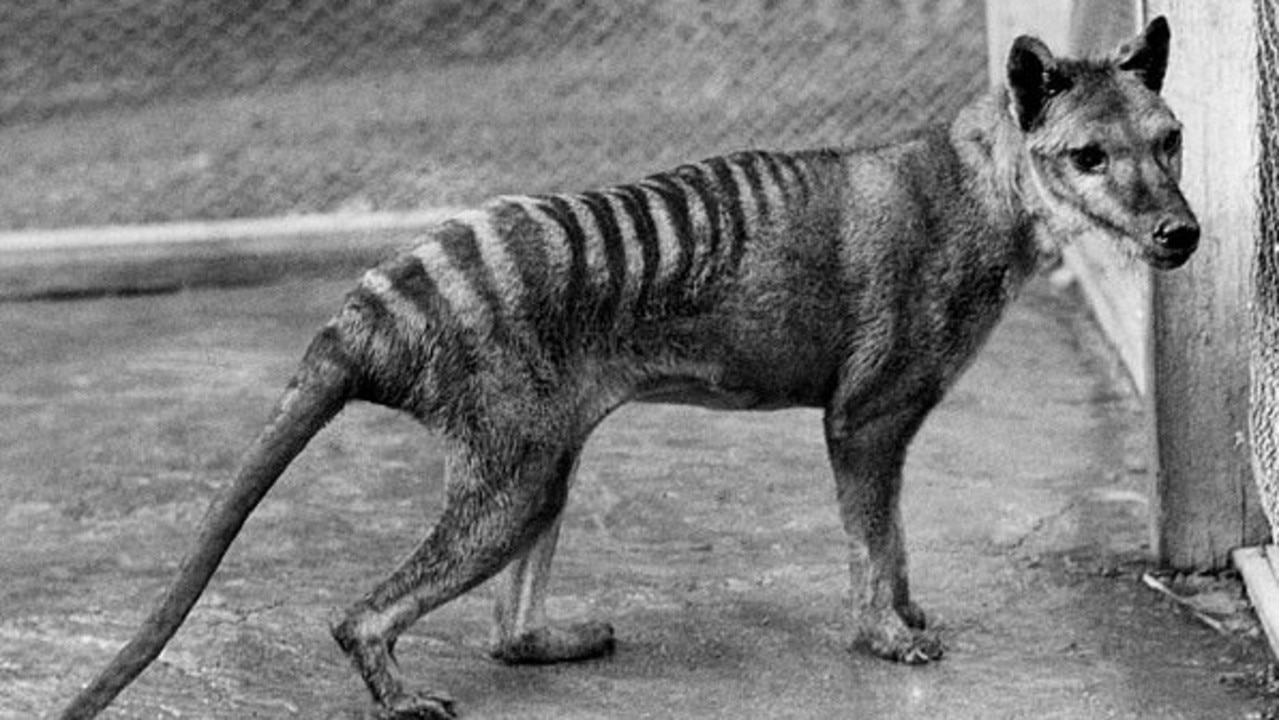 Benjamin, the last known Tasmanian tiger, died in 1936. Picture: NFSA.