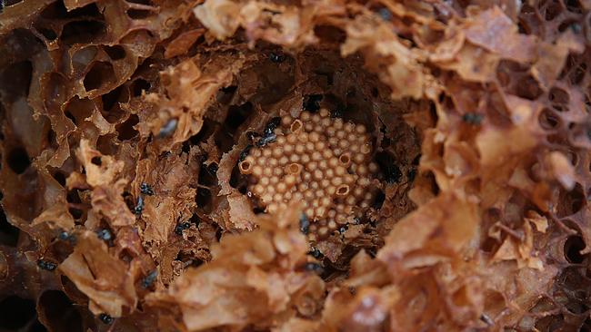 Native bees. (AAP IMAGE/ Danny Aarons)