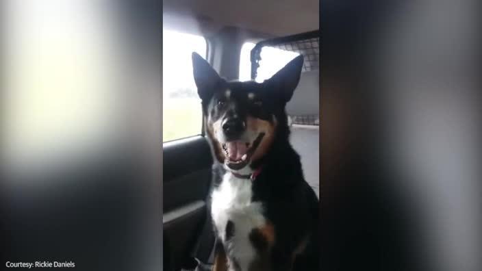 Louie the Kelpie is going to the bush