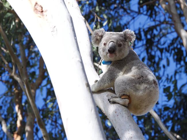 Skroo, one of Hidden Vale’s koalas.