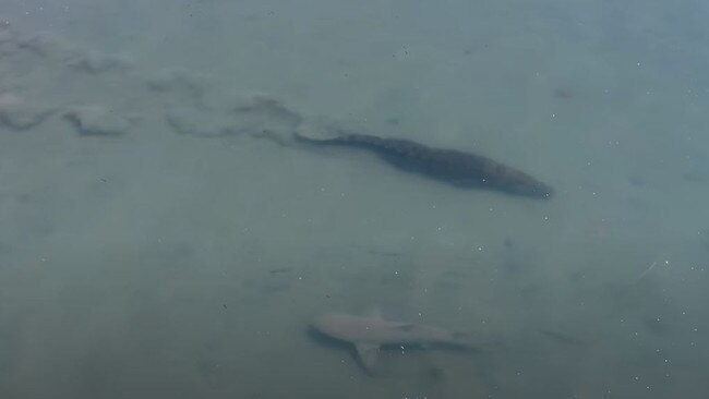 A 3.7m saltwater crocodile and a bull shark have been filmed calmly staying their lanes as they swam past each other. Vision: Ryan Timms