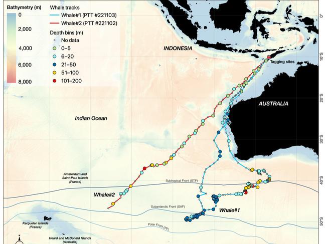 A map showing the journey of the two pygmy blue whales tracked by the research team.