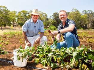 South Burnett food ambassador Jason Ford at Royly and Cynthia Bendall's boutique farm, Taste of Tingoora, picking beetroot and asparagus.