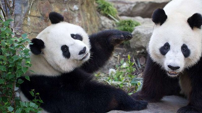 The pair (pictured) are the only pandas in Australia.