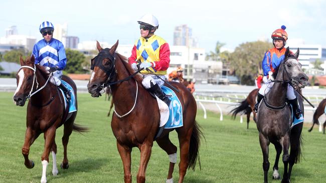 Gold Coast Turf Club race meeting, featuring two major lead in races to the Magic Millions.Photo of race 7. Photo of number 13 LOVE STRUCK. Jockey is Mark Du Plessis.Photo by Richard Gosling