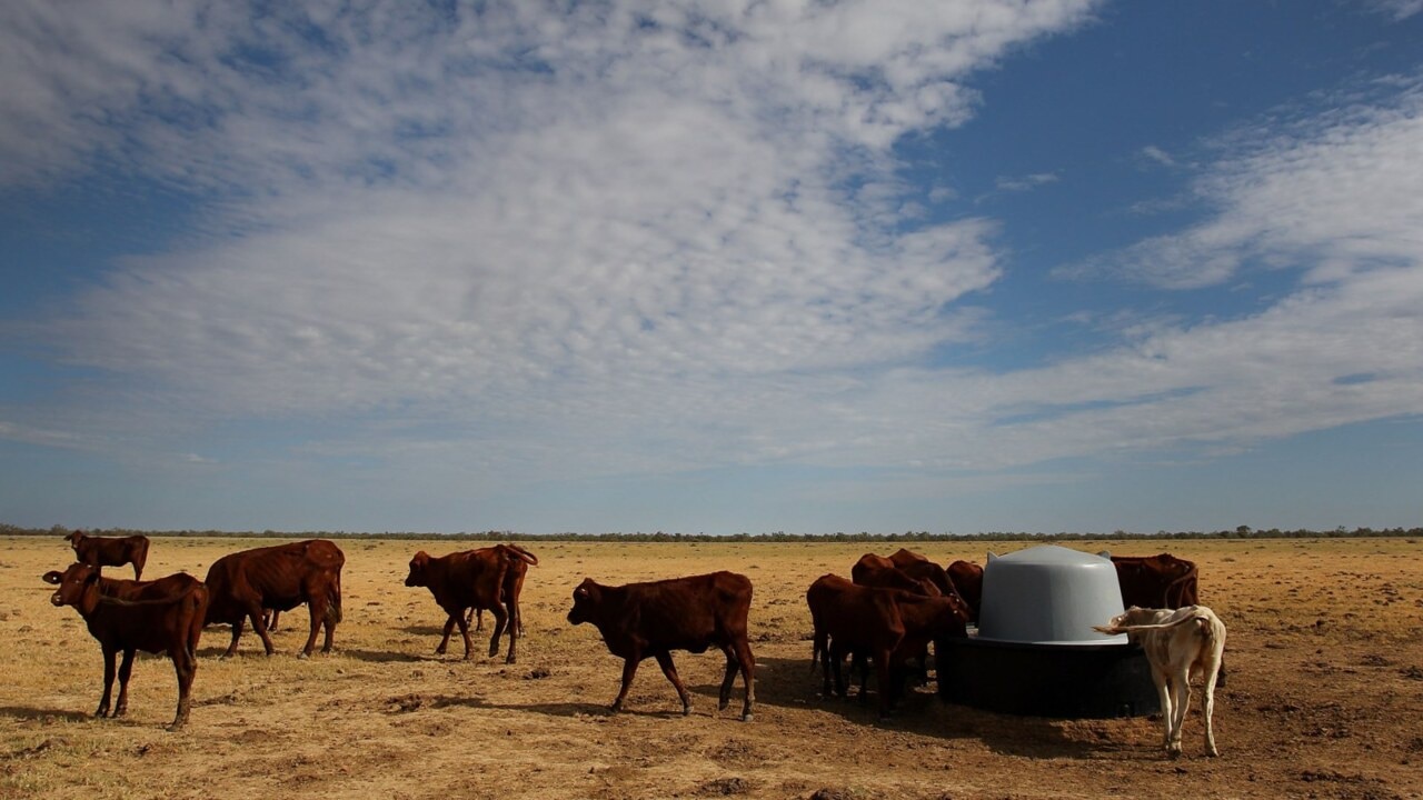 NSW Police target cattle and sheep thieves 