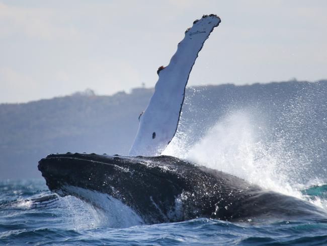 Whales breach of Manly Beach as beautiful winter weather continues ...