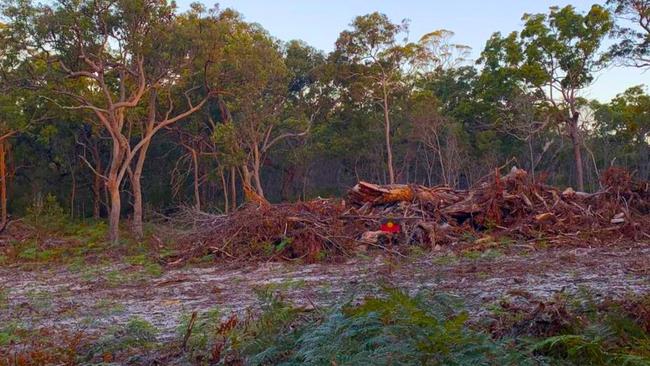 Trees cut down at North Stradbroke Island. Picture: The Courier-Mail