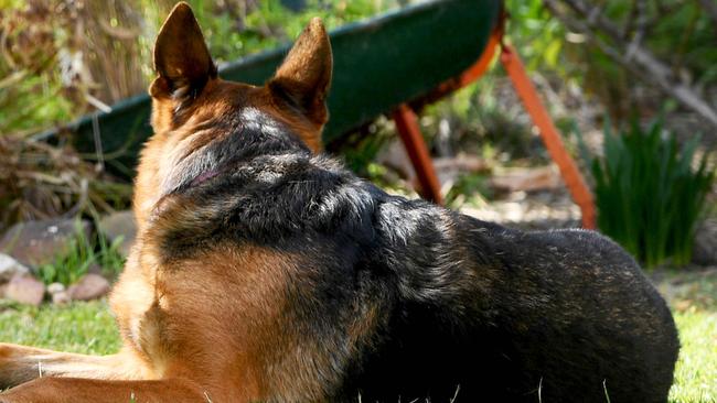 A former German shepherd owner has been found guilty of animal cruelty. Picture: Generic