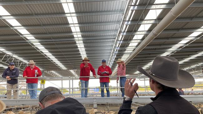 Selling action at the Corowa prime lamb sale.