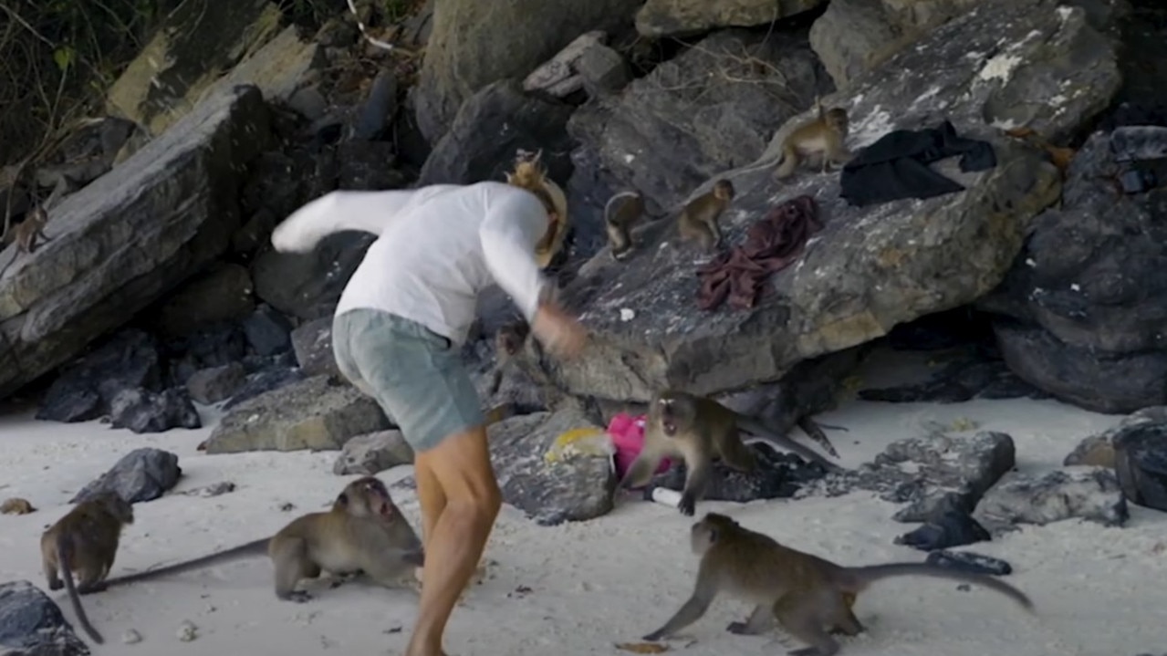 The travel YouTuber was cut by a monkey’s tooth while taking a swing at the group. Picture: Sailing La Vagabonde/YouTube