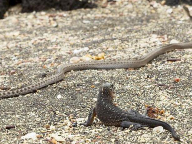 Iguana vs snake chase video goes viral