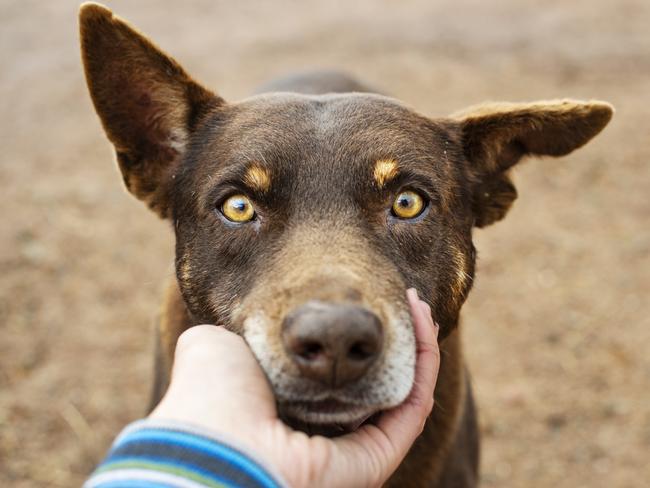 Pet meat warning after 20 dogs die