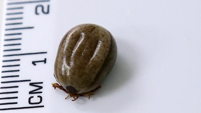 A picture of a tick taken from a dog in southeast Queensland in 2013.