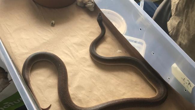 Campsie Police allegedly found 180 reptiles and reptile eggs inside a unit on Knox St, Belmore, on Thursday Picture: NSW Police