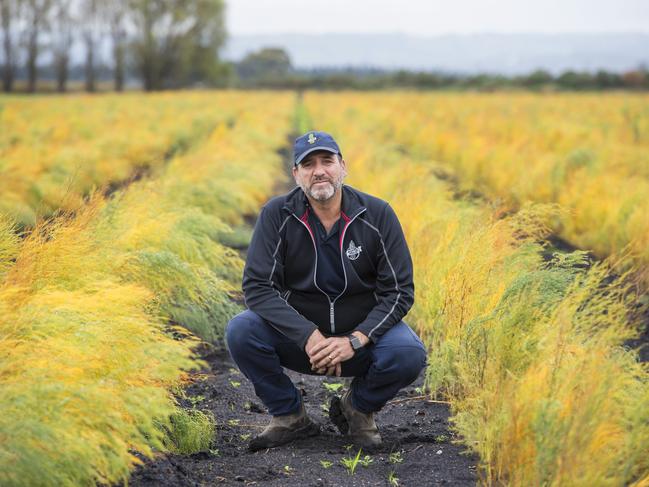 Field of dreams: Asparagus grower Alex Motta supplies 50 per cent of product to export markets and half to the domestic market. Picture: Zoe Phillips