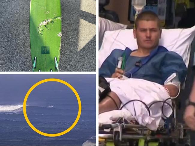 Surfer ‘punched shark’s head’ during attack