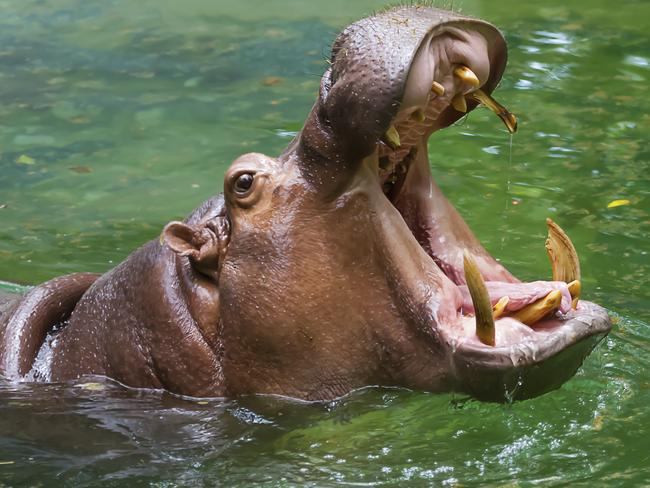 Hippo's mouth open in the water.