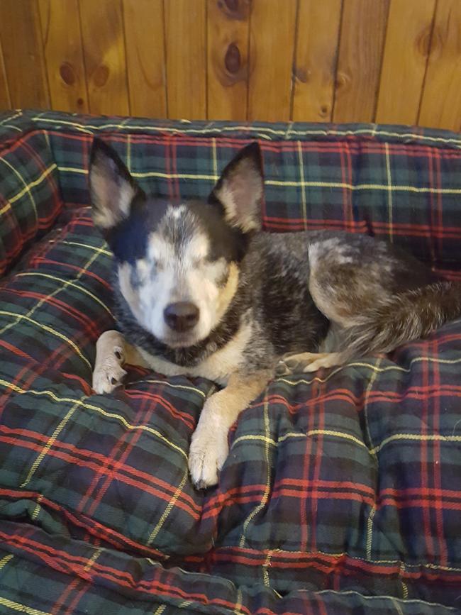 SALLY: The 11-year-old blind cattle dog x is an inspiration — unstoppable Sally swims, plays footy and rides on a quad bike.
