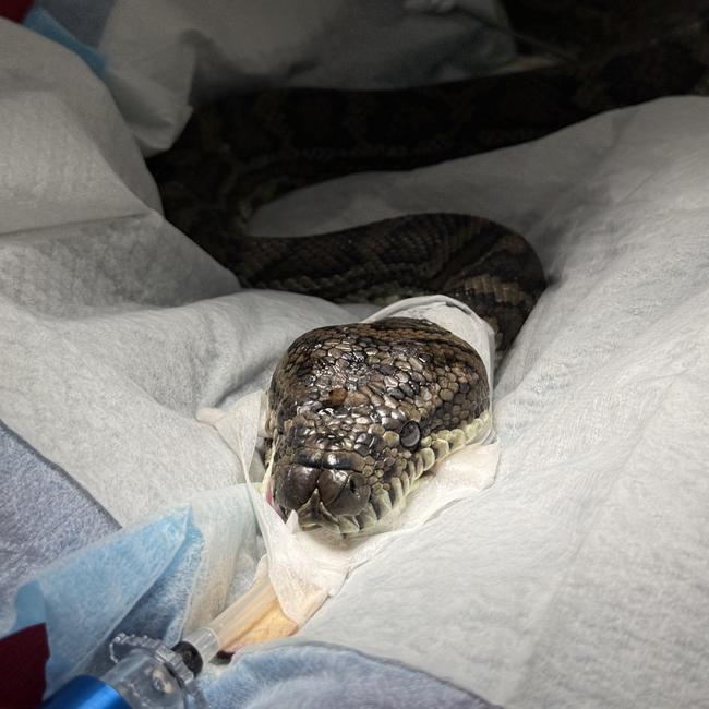 The python has undergone surgery. Picture: Currumbin Wildlife Hospital