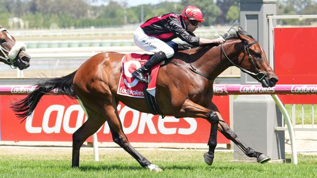 Zorro's Flight could improve on his last start Sale win when he heads to Flemington on Saturday. Picture: Racing Photos