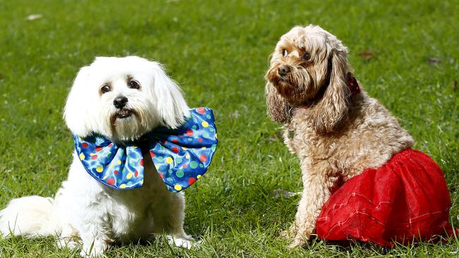 Cha-Cha and Indie get ready for the Dogs Day out festival on Chippendale Green. Picture: John Appleyard