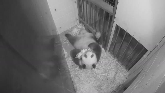 Fu Ni the giant panda plays with her adopted Kong toy