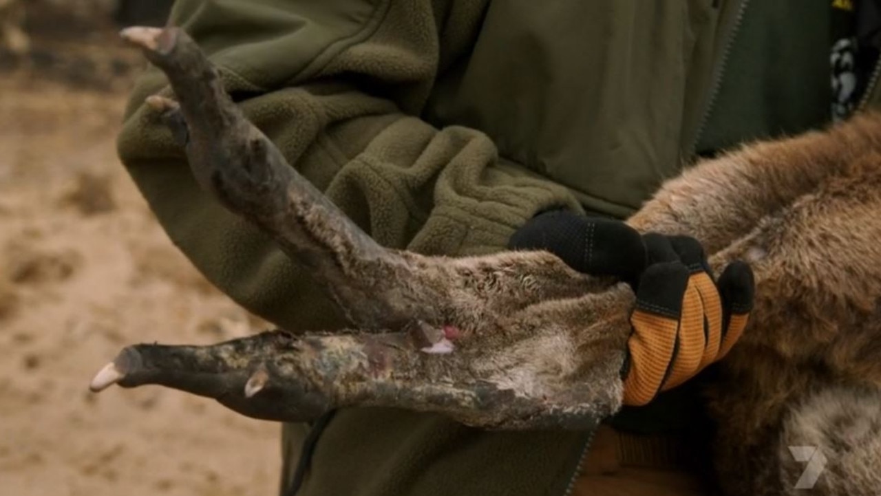 The feet of the kangaroo were badly burnt. Source: Koala Rescue/Channel 7.