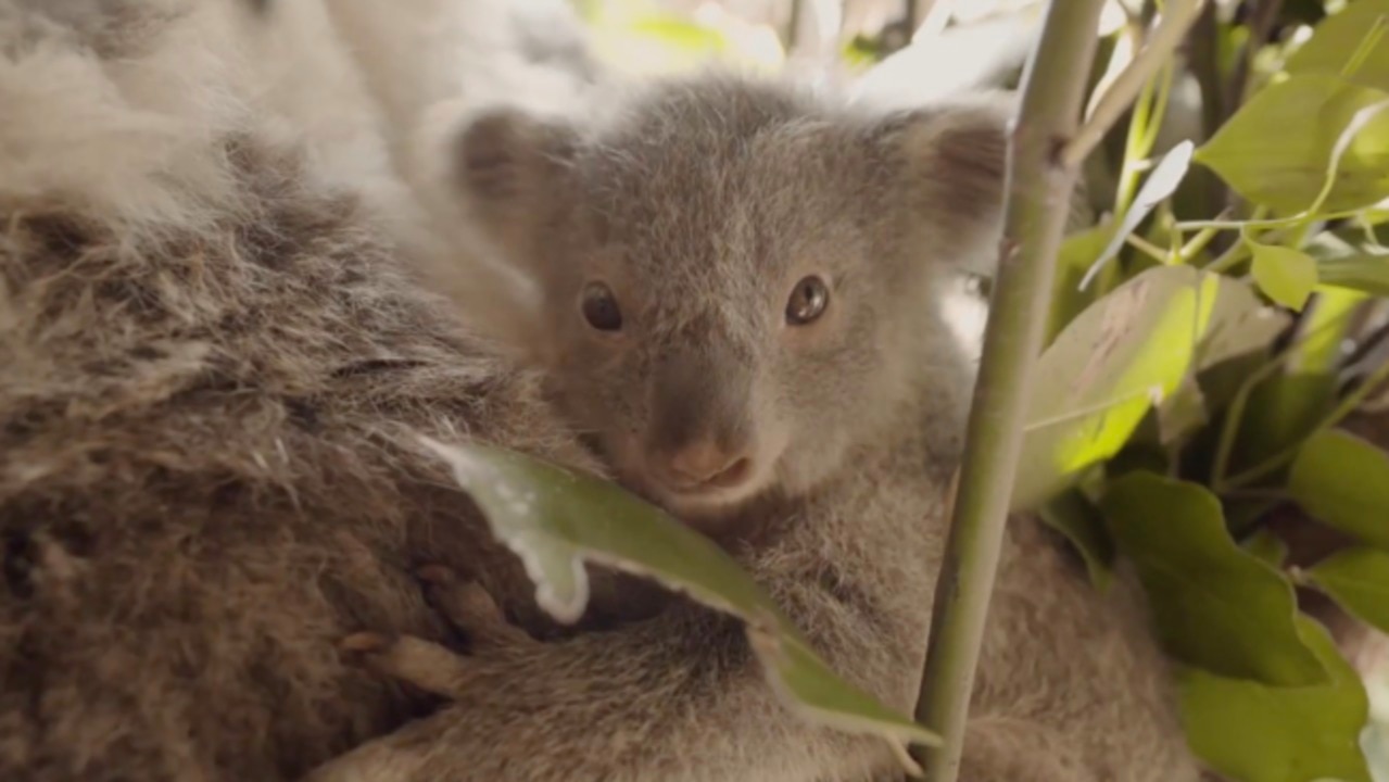 Precious koala joey emerges from mum’s pouch for the first time