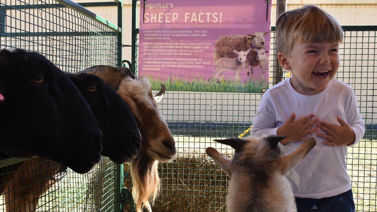 Hugo Tolliday of Cannonvale loved feeding the baby goats. Picture: Kirra Grimes