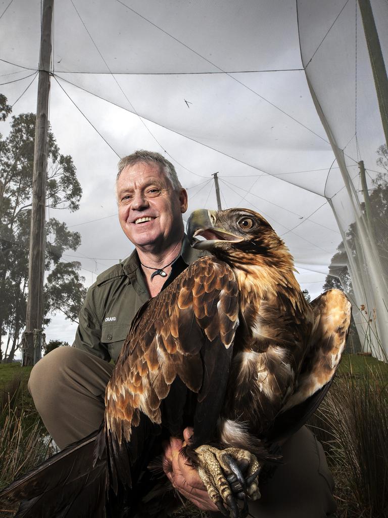 Raptor Refuge director Craig Webb inside the new aviary with a juvenile wedge- tailed eagle recovering from an interaction with a power pole at Kettering. Picture Chris Kidd