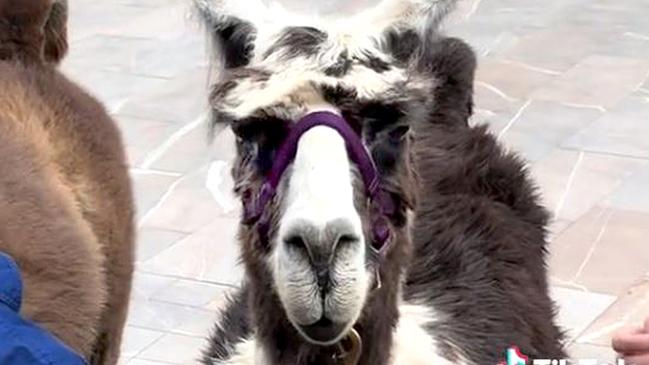 A llama at the event