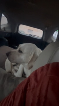 "That's not my dog": Man realises he's driving a stranger's car