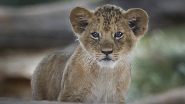 Werribee Zoo’s four lion cubs have been named after public vote ...