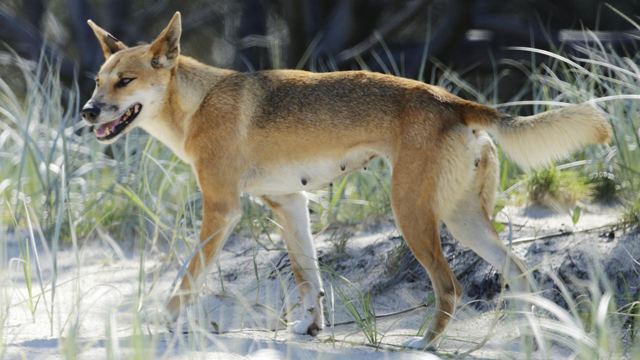 Dingo on Fraser Island drags toddler from campervan, dad fights pack