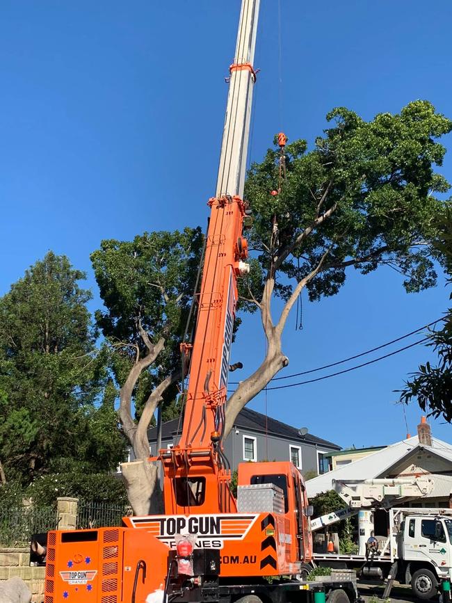 Tree pruning has been carried out by the council.