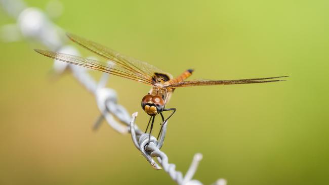 A little Dry Season friend captured at Litchfield Tropical Stay in Rum Jungle, NT by Justin and Stevie. Northern exposure may 8