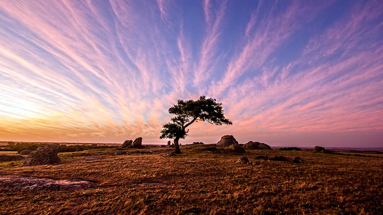 The iconic tree at Dog Rocks was a favourite photography spot for locals and tourists alike. Picture: Ketut Suwitra.