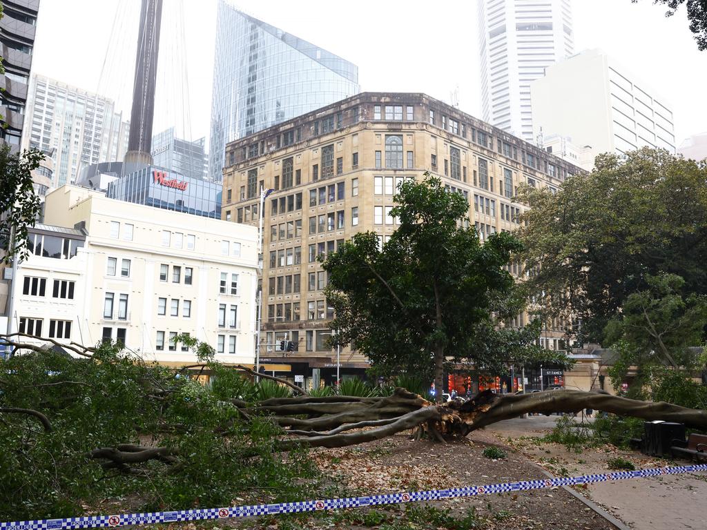 The scene at Hyde Park in Sydney’s CBD after a tree fell onto a person on the footpath on Elizabeth Street. Picture: Jonathan Ng