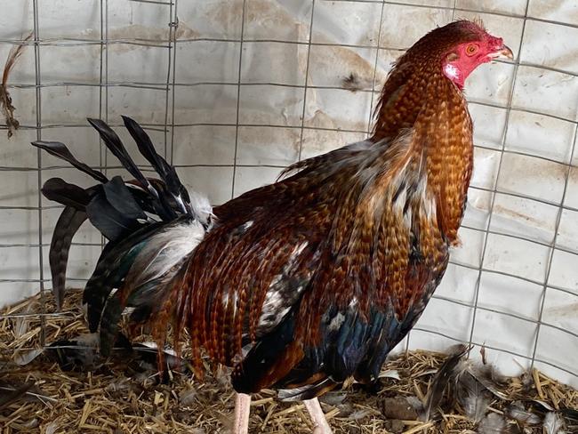 More than 200 roosters believed to be used for cockfighting were surrendered from a property in Melbourne’s west on Friday., RSPCA Victoria’s major investigation team swooped on a property in the Melton City Council area on Friday., Inspectors found 203 roosters being kept in poorly-kept individual cages. Supplied RSPCA