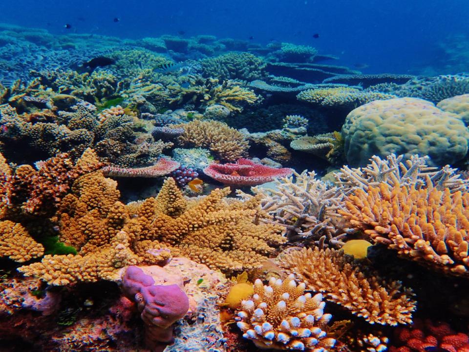Southern Great Barrier Reef coral bleaching event becoming the most severe on record