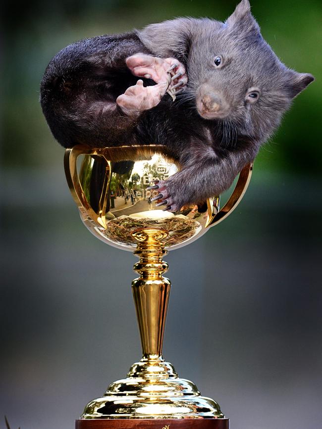 The Melbourne Cup became the perfect snuggle spot for Lilly the wombat during the cup’s visit to Healesville Sanctuary. Picture: Alex Coppel