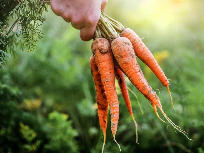 EMBARGO FOR TWAM, 14 SEPTEMBER 2024. FEE MAY APPLY.  Fresh carrots picked from bio farm or garden in woman hands.