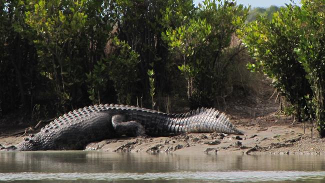 This monster croc was spotted on the banks of the Roper River by several sets of fishermen. Could it be more than 8m? Picture: Richard Sallis