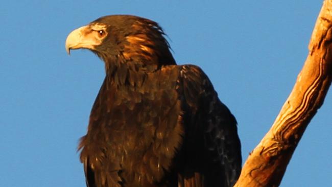 Threatened: a Tasmanian wedge-tailed eagle.